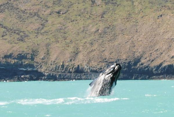 Several large Southern right whales have found Akaroa Harbour to their liking this week, sticking around rather than heading back south as part of their annual migration back to Antarctica. 